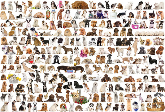 The world of dogs 2000pcs