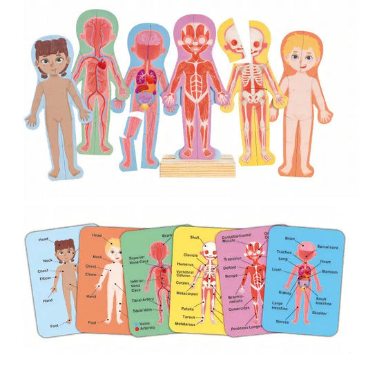 hape human body magnetic puzzle