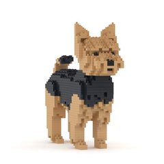 Jekca - Yorkshire Terrier 01