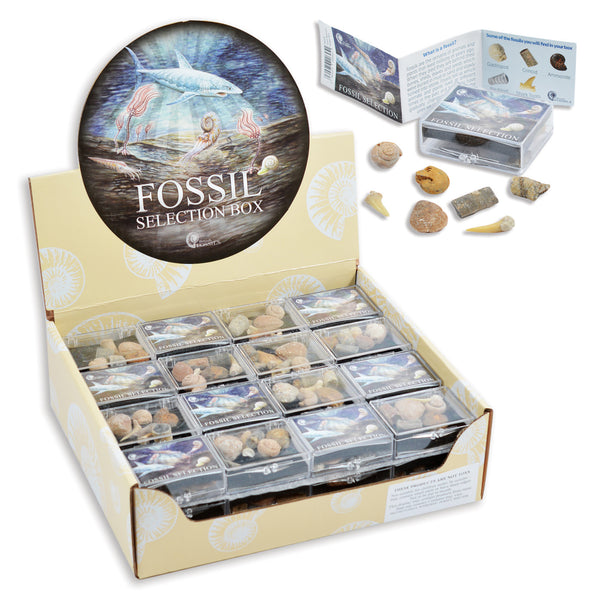 fossil sellection box