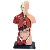 human anatomy model 27cm