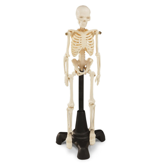 mini skeleton